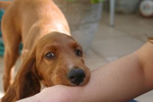 Nên làm gì khi bị chó, mèo cắn