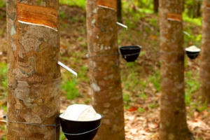 Thái Lan có kế hoạch cắt giảm xuất khẩu cao su Thái Lan có kế hoạch cắt giảm xuất khẩu cao su