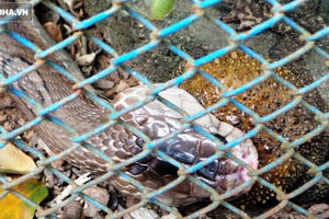 Bẫy rắn hổ mang bằng cóc độc ở Tuyên Quang: Kết quả bất ngờ!