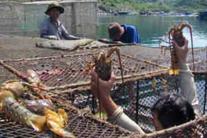 Hỗ trợ người nuôi tôm hùm tỉnh Phú Yên