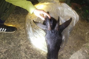 Nghệ An: Vào vườn quốc gia bẫy sơn dương quý hiếm để đánh tiết canh