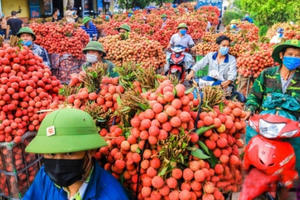 Vải thiều tiêu thụ tốt, giá ổn định