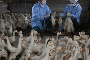 Cả nước ghi nhận 7 ổ dịch cúm gia cầm