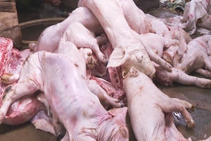 Phát hiện hơn 1 tấn heo bệnh, heo chết tại cơ sở không phép