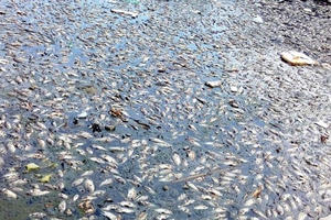 Đà Nẵng: Cá chết hàng loạt do thiếu oxy?