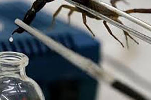 Vì sao nọc bọ cạp tử thần là chất lỏng đắt nhất hành tinh