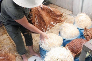 Kinh hoàng làm giá đỗ “siêu tốc” bằng hóa chất