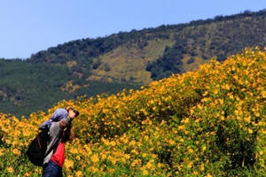 Những cung đường "săn" hoa dã quỳ lý tưởng nhất Đà Lạt