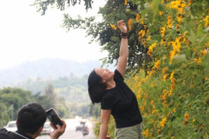 Chiêm ngưỡng sắc hoa Dã Quỳ đang nở rộ ở Lâm Đồng