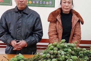Nghệ An: Tạm giữ hình sự 2 vợ chồng vận chuyển hàng nghìn quả thuốc phiện tươi