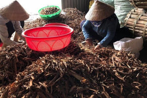 Quế Trà Bồng được giá, được mùa