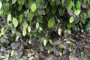 Bàn cách phục hồi kinh tế sau đại dịch, nông dân Tây Nguyên vẫn lo phân bón giả