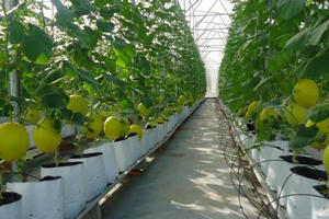 Chuyên gia Nhật “bắt tay” tăng giá trị nông nghiệp Việt