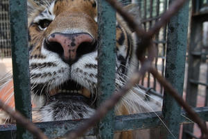 Lãnh chúa rừng xanh gào thét giữa Thủ đô