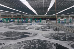 Người nuôi tôm đổi đời nhờ áp dụng công nghệ hiện đại