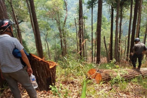 Bắt gỗ lậu, Chủ tịch xã chỉ đạo cưa xẻ làm bàn ghế rồi đem về nhà mình