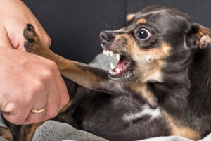 Cách sơ cứu khi bị chó cắn Cách sơ cứu khi bị chó cắn