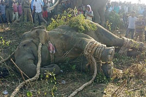 Giết hại 70 người, voi mang tên trùm khủng bố Bin Laden bị bắt sống