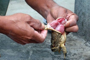 Cho trẻ ăn thịt cóc - Thận trọng kẻo gây họa cho con!