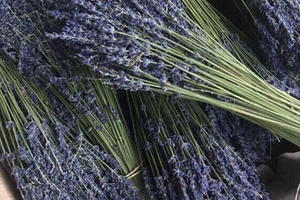 Thị trường hoa ngày 20/10: Hoa khô giá tiền triệu, kỳ lạ hoa "biết nói"