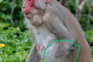 Phát hiện 1.370 bẫy thú ở Khu bảo tồn thiên nhiên Sơn Trà