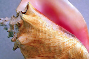 Ngọc Nữ hoàng - Báu vật của đại dương