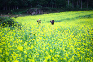 Sắc vàng hoa cải trên cao nguyên đá Đồng Văn