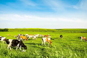 Số hóa để nâng cao sức cạnh tranh cho ngành chăn nuôi