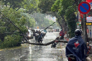 Cây xanh bật gốc trong mưa, đè trúng người đi xe máy ở Hà Nội Cây xanh bật gốc trong mưa, đè trúng người đi xe máy ở Hà Nội