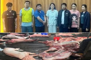 Khởi tố nhóm đối tượng mua bán hơn 300 tấn lợn nhiễm dịch tả Châu Phi