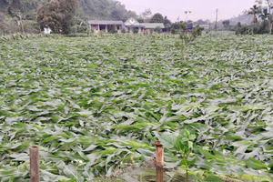 Mưa đá kèm theo giông lốc ở Tuyên Quang khiến 1 người tử vong, hàng trăm nhà dân bị tốc mái Mưa đá kèm theo giông lốc ở Tuyên Quang khiến 1 người tử vong, hàng trăm nhà dân bị tốc mái