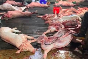 Hàng trăm trường học ở Hà Nội liên quan đến đường dây 300 tấn heo bệnh
Hàng trăm trường học ở Hà Nội liên quan đến đường dây 300 tấn heo bệnh