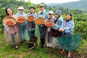 Sắp diễn ra chuỗi hoạt động kỷ niệm 100 năm Cà phê Khe Sanh - Quảng Trị