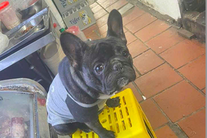 Đi chuộc lại chó bị mất, nữ sinh vướng lao lý: Có hay không tội “cướp tài sản”? Đi chuộc lại chó bị mất, nữ sinh vướng lao lý: Có hay không tội “cướp tài sản”?