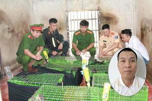 Phá đường dây vận chuyển, tiêu thụ động vật quý hiếm quy mô lớn