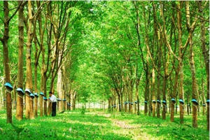 Cao su Phước Hoà (PHR) bị HOSE nhắc nhở vì chậm giải trình chênh lệch lợi nhuận sau kiểm toán