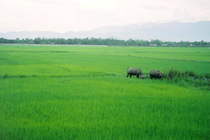 Đề xuất giảm hơn 1 triệu ha đất nông nghiệp trong quy hoạch sử dụng đất quốc gia