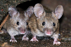 Bùng phát virus lây từ chuột trên du thuyền, 3 người tử vong, nhiều người đổ bệnh