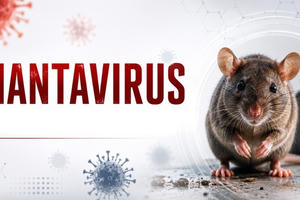 Hà Lan cách ly 12 nhân viên y tế vì virus Hanta