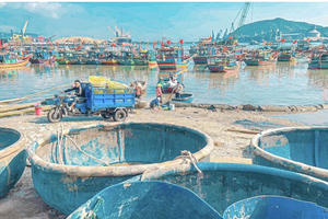 Ngư dân Thanh Hóa di chuyển sang vùng biển Ninh Bình khai thác ruốc Ngư dân Thanh Hóa di chuyển sang vùng biển Ninh Bình khai thác ruốc