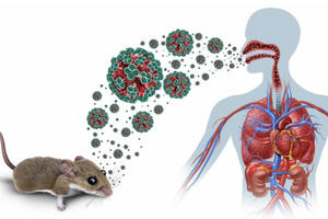 Bản tin tổng hợp 05/07: Bộ Y tế cập nhật thông tin về bệnh do virus Hanta