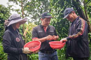 Phía sau hạt cà phê được canh tác bền vững: Câu chuyện về an toàn và trách nhiệm