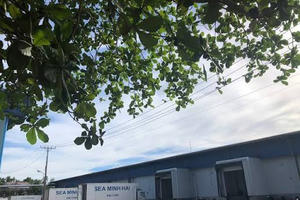 Thủy sản Minh Hải (JOS) âm vốn chủ sở hữu hơn 512 tỷ đồng, dừng hoạt động kinh doanh cốt lõi