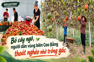 Trồng gấc - hướng đi mới cho người nông dân xã Vinh Quý Trồng gấc - hướng đi mới cho người nông dân xã Vinh Quý