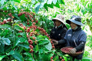 Cà phê Gia Lai (FGL) thoát lỗ quý 3 nhờ khoản thu nợ nghìn trọng, lũy kế 9 tháng vẫn âm nặng