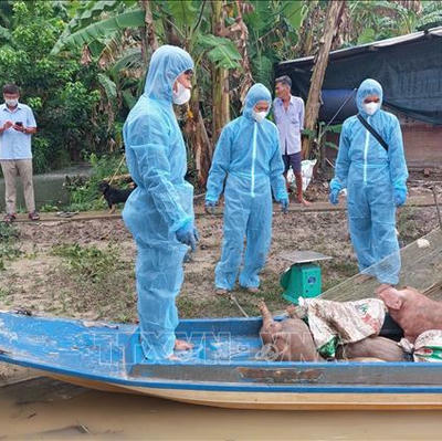 Điểm tin Pháp luật 24/09: Cà Mau khẩn trương khoanh vùng, dập dịch tả lợn châu Phi Điểm tin Pháp luật 24/09: Cà Mau khẩn trương khoanh vùng, dập dịch tả lợn châu Phi
