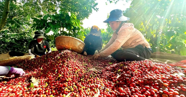 Giá cà phê lao dốc 30%, nguồn cung toàn cầu sắp chạm đỉnh kỷ lục