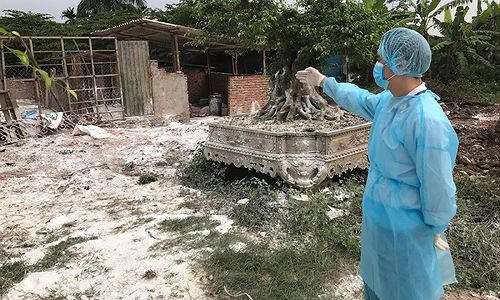 Dịch tả lợn châu Phi lan nhanh, chưa có dấu hiệu dừng lại Dịch tả lợn châu Phi lan nhanh, chưa có dấu hiệu dừng lại