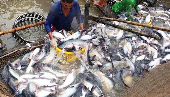 Slide - Điểm tin thị trường: Xuất khẩu cá tra vào EU tăng trở lại