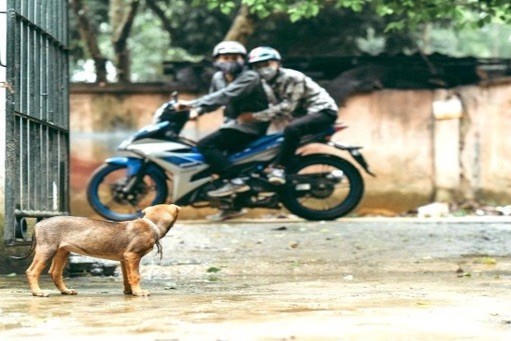 Nguy cơ từ bệnh dại và hồi chuông cảnh tỉnh về tình trạng bắt chó tràn lan